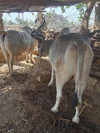 थंबनेल 3