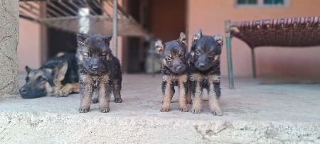 jurman surfer dog puppy