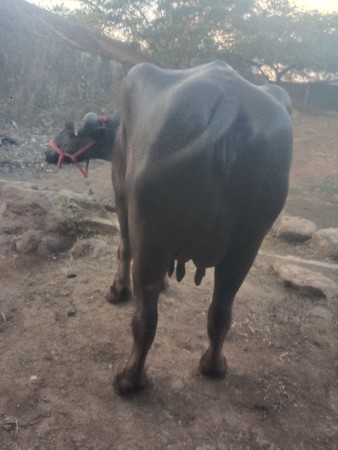 थंबनेल 3