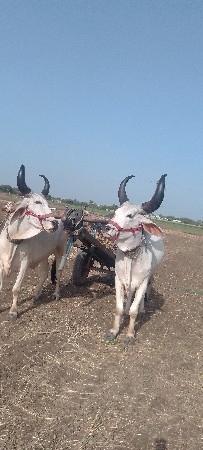 b l a d. v e s v a n a s e