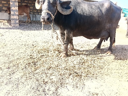 थंबनेल 3