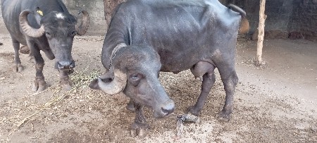 ખડેલી વેચવા ની છે