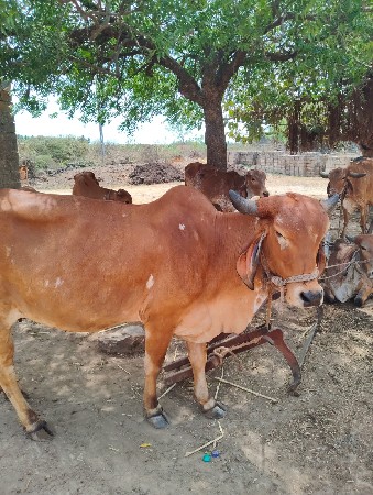 ગાય વેશવાની છે