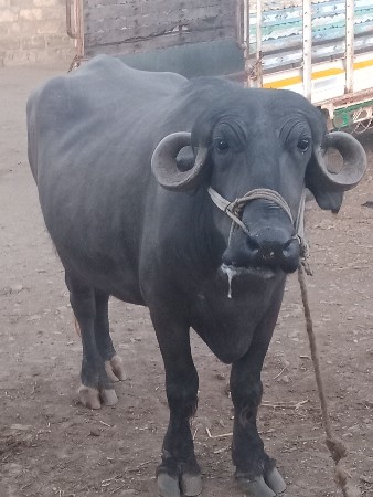 ખણેલી  વેચવાનીછે