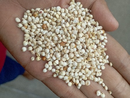 આ દેશી જુવાર વેશવાનિ છે