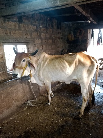 થંબનેલ 3