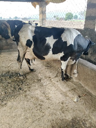 ગાય વેચવાની છે