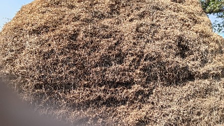 madvi no caro vecvano che