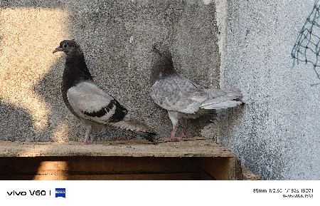 કબૂતર વેચવાના છે