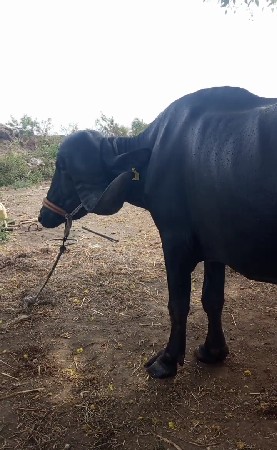 ખડેલી વેચવાની છે