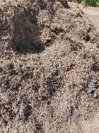 માંડવી નો ભુકો છે