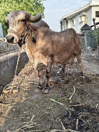 થંબનેલ 3