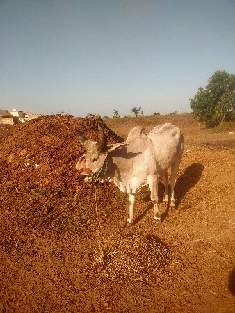 ગોધલા વેચવાના છે