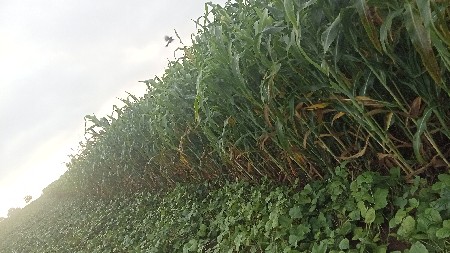 લીલી જુવાર નો ઘેરો વેચવાનો છે