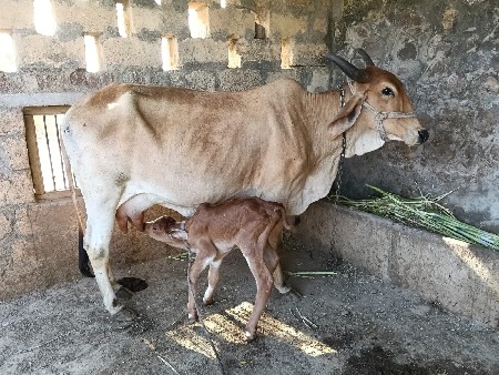 ગાય વેચવાની છે