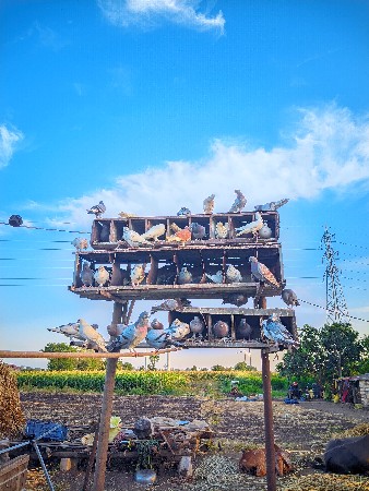 કબૂતર વેચવા છે