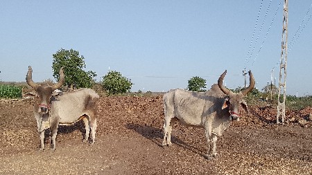 બળદ વેચવાના છે