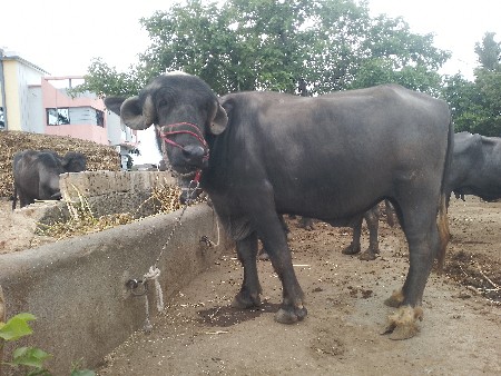 પાડો વેસવાનો છે