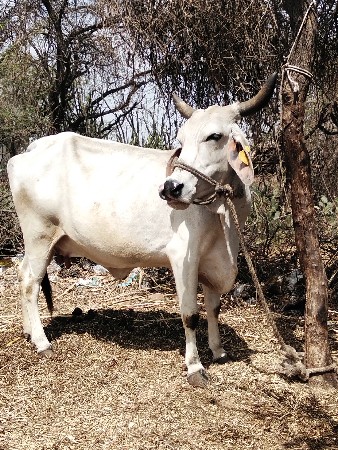 थंबनेल 3