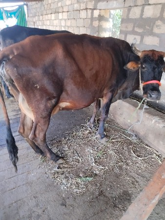 थंबनेल 2