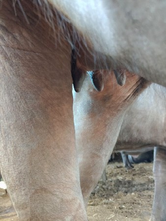 ભેંસ વેચવાનિછે