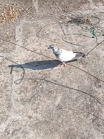 2 કબુતર વેચવા ના છે
