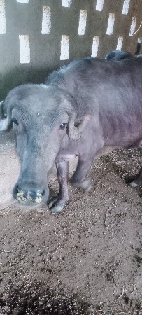 थंबनेल 2