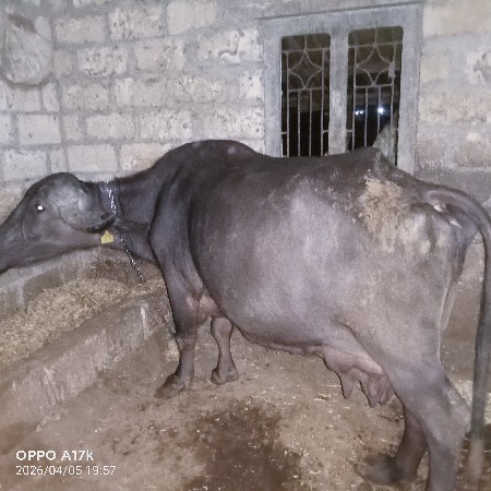 ભેંસ વેચવાની છે