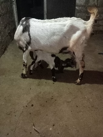 थंबनेल 2