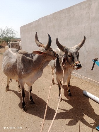 थंबनेल 2