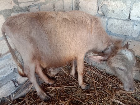 थंबनेल 2