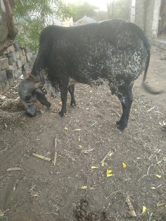 थंबनेल 3