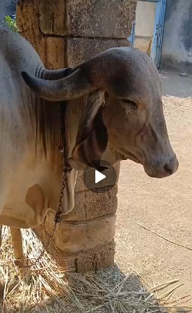 ગાય વેચવાની છે