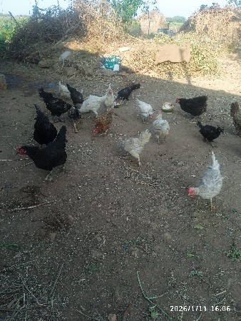 દેશી મુરઘીઓ વેસવાની છે