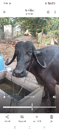 આ ભેંસ વેચવાની છે