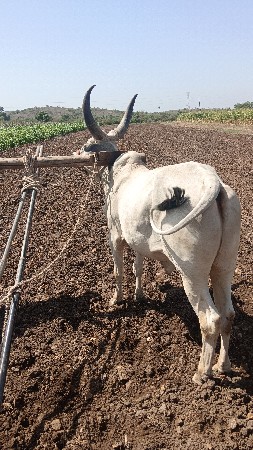 1 વાવણી વાવેલા