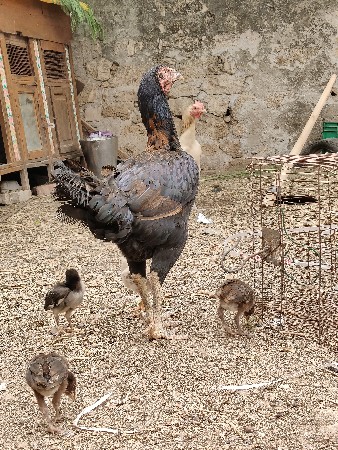 થંબનેલ 3