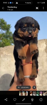 Vadodara pet 🐶 service