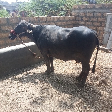 ભેંસ વેચવાની છે