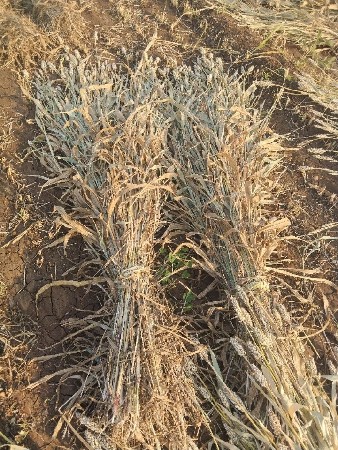 જુવાર ના પુરા