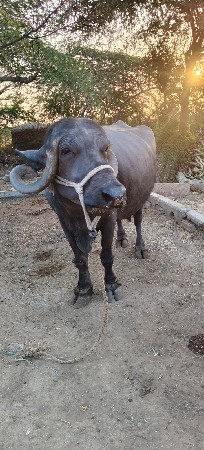 ભેંસ વેચવાની છે