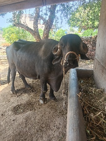 थंबनेल 2