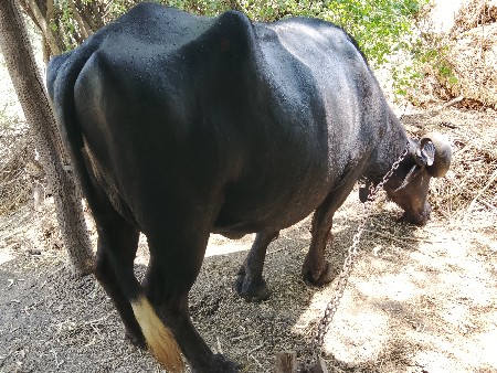 ત્રીજું.વેતર.25.દીવચની.કાચી