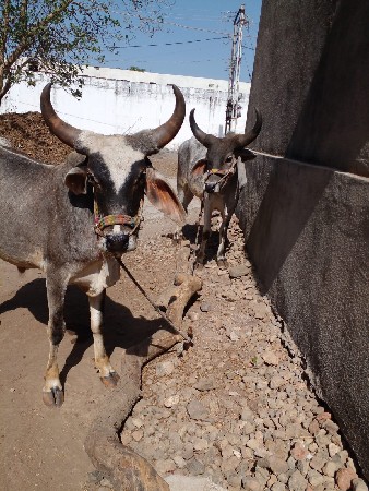 ગોધલા વેચવા ના છે