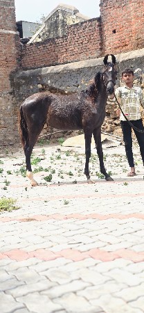 થંબનેલ 2