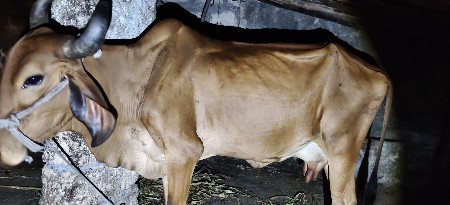 ગાય વેચવાની છે બીજું વેતર
