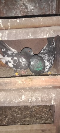 કબુતર નો જોટો વેચવાનો છે