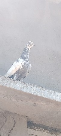 ઉંચી નસલનો છે