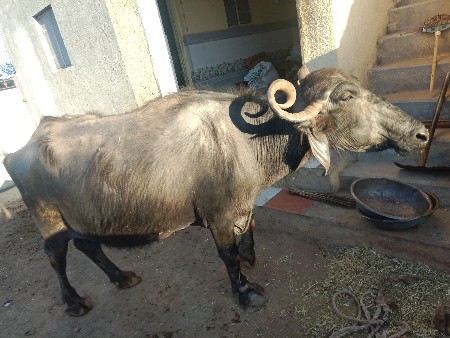 थंबनेल 3