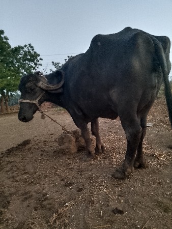 થંબનેલ 2